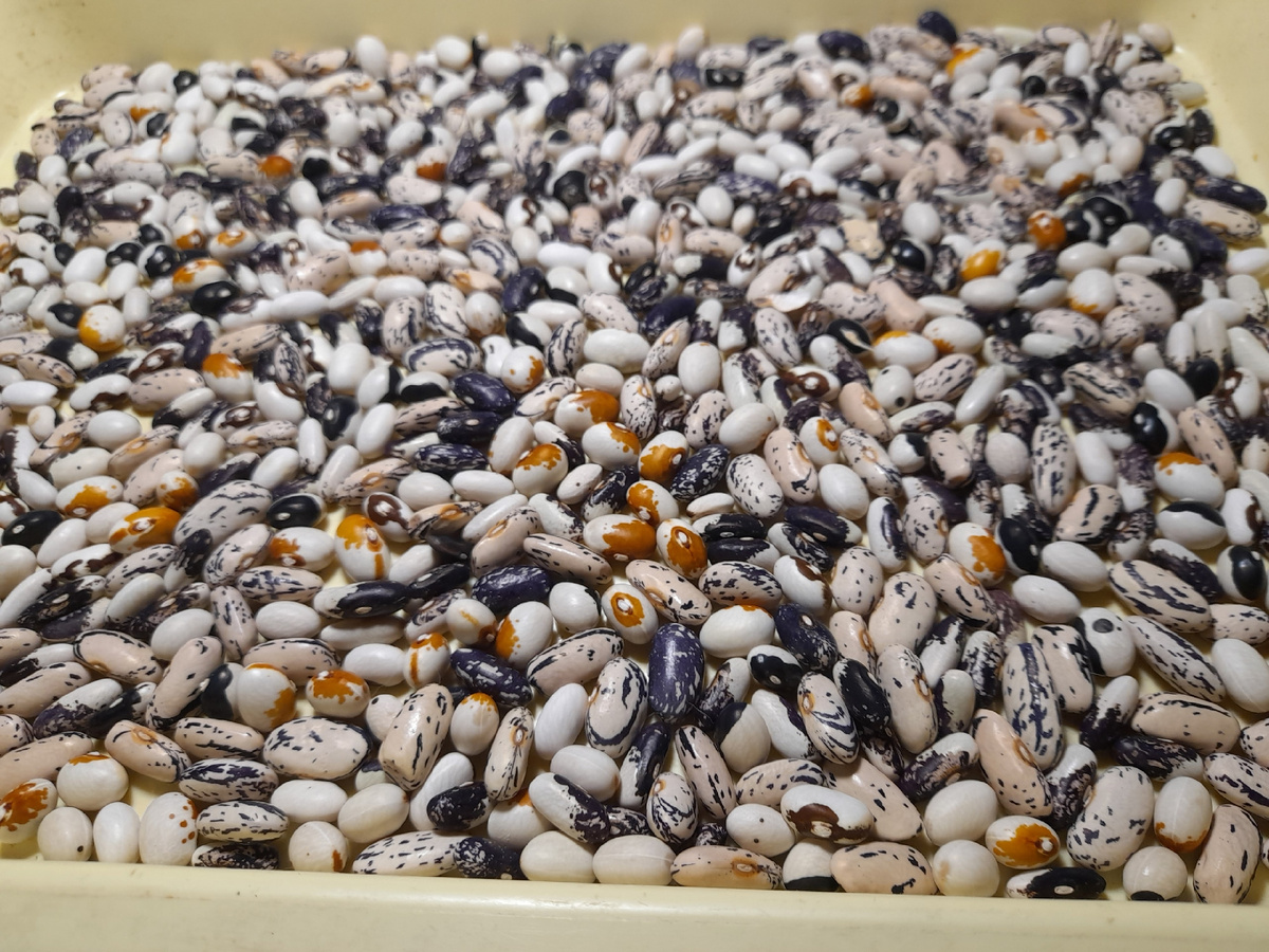 Смесь кустовых сортов фасоли - всего 6 сортов 