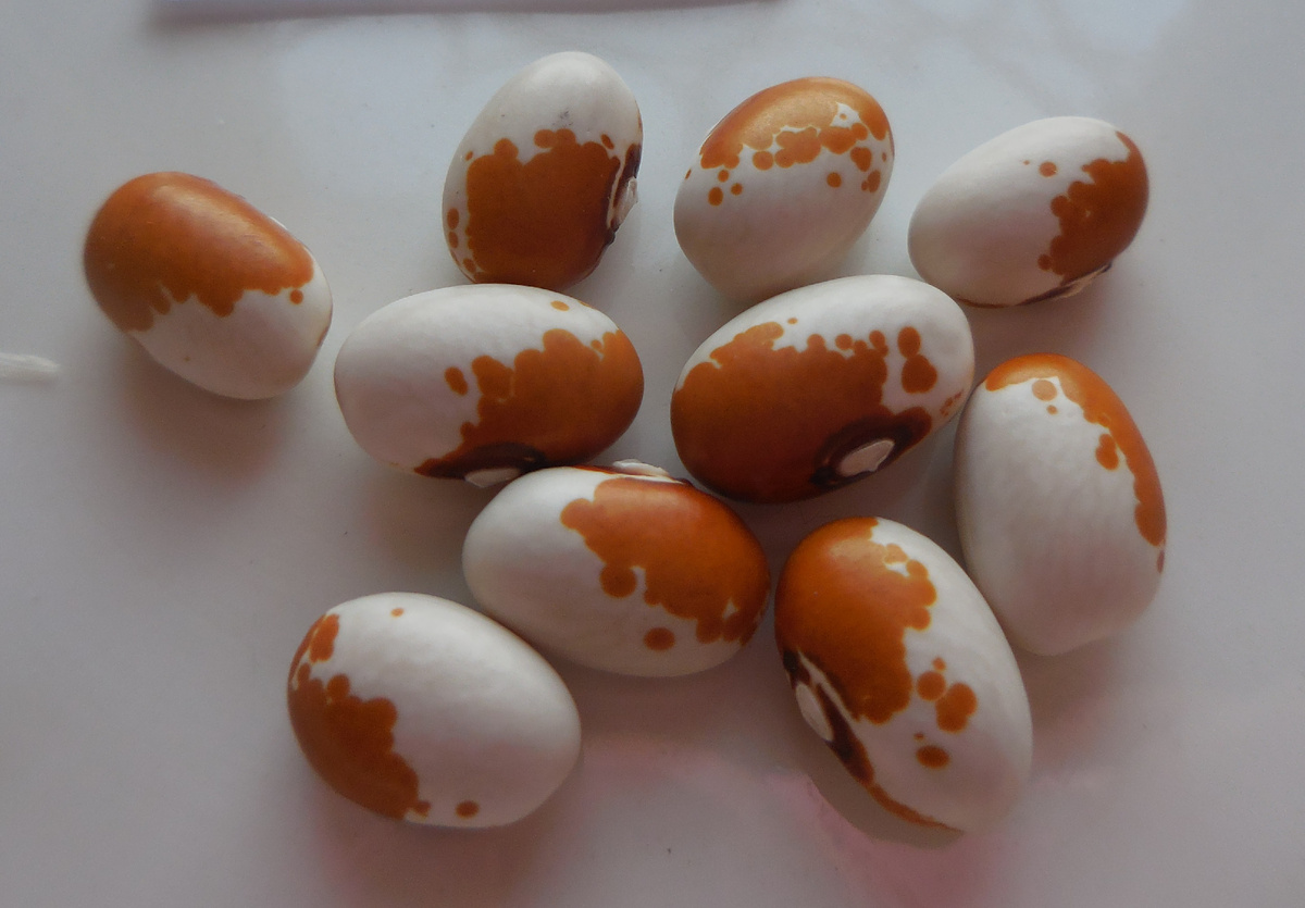 Штьюбен Жёлтый Глаз Буш