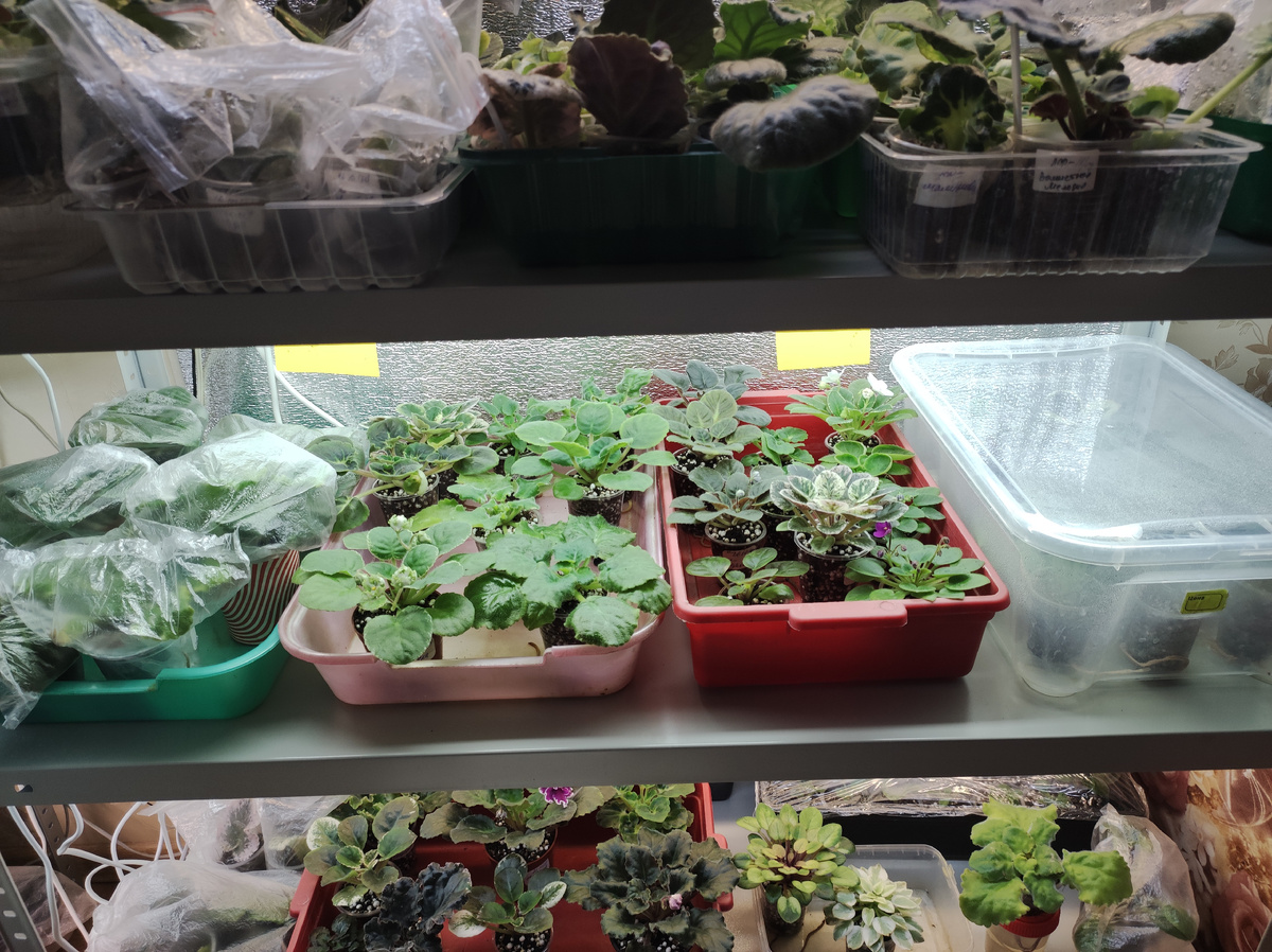 Пора доставать деток из тепличек.