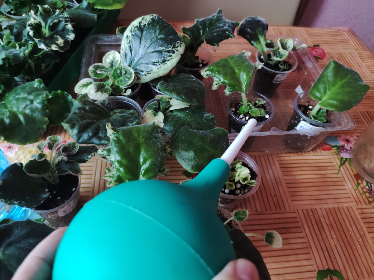 Полив листовых черенков.