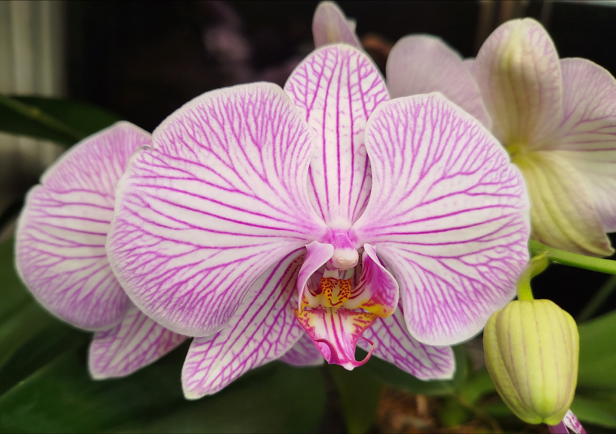 Phalenopsis Warshawa, первое цветение.18 февраля 2025  Все фото - авторские.