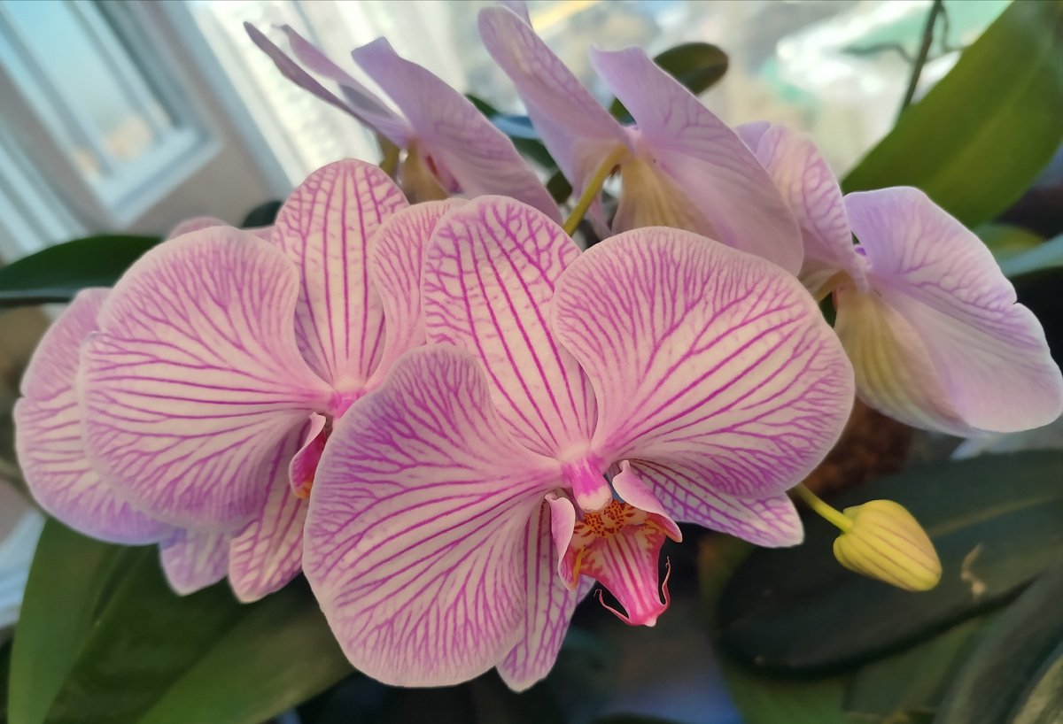 Фаленопсис Варшава в почти полном роспуске