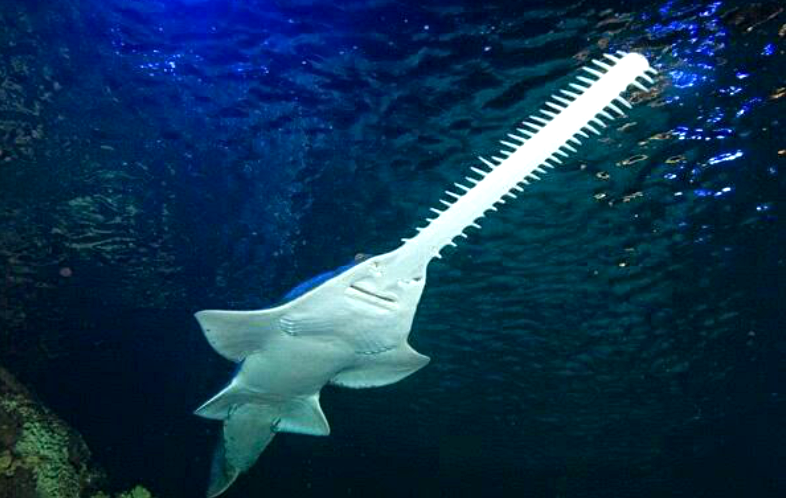 Лат. Pristis microdon. Источник фото: ru.pinterest.com