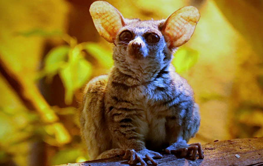 Лат, Galago senegalensis. Снимок: moscowzoo.ru