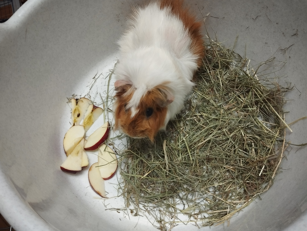 Клавундия в отселении.