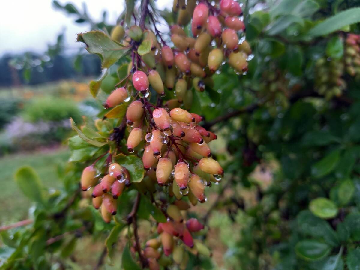 После дождя...