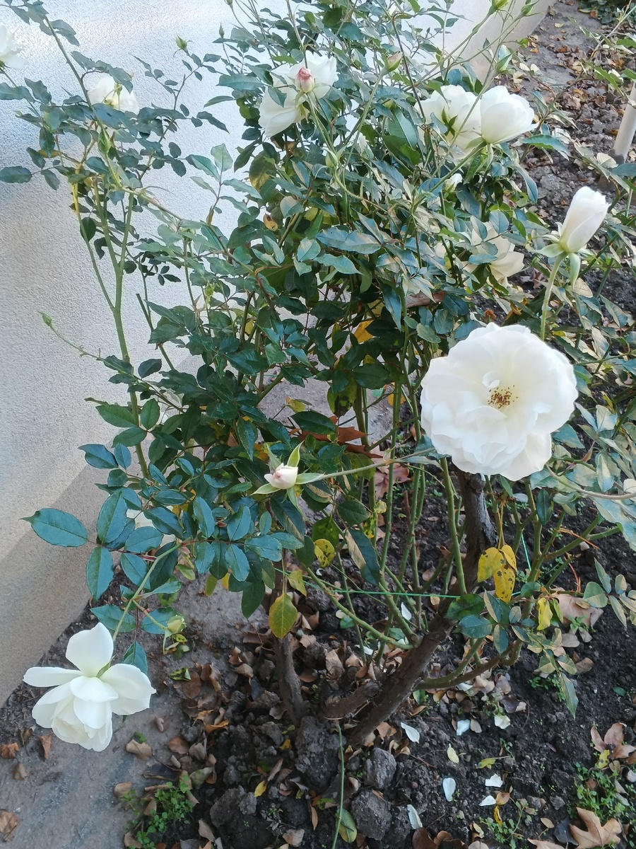 Катеринка. Фото Галины Малышевой.