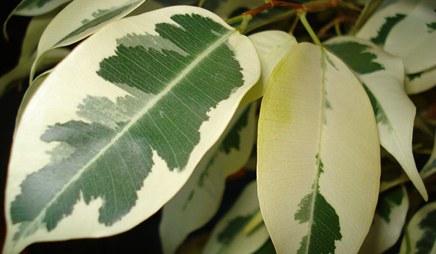 Раз в 12 дней замачиваю так фикус. Кончики листьев не сохнут, не облетают, а куст растет пышнее