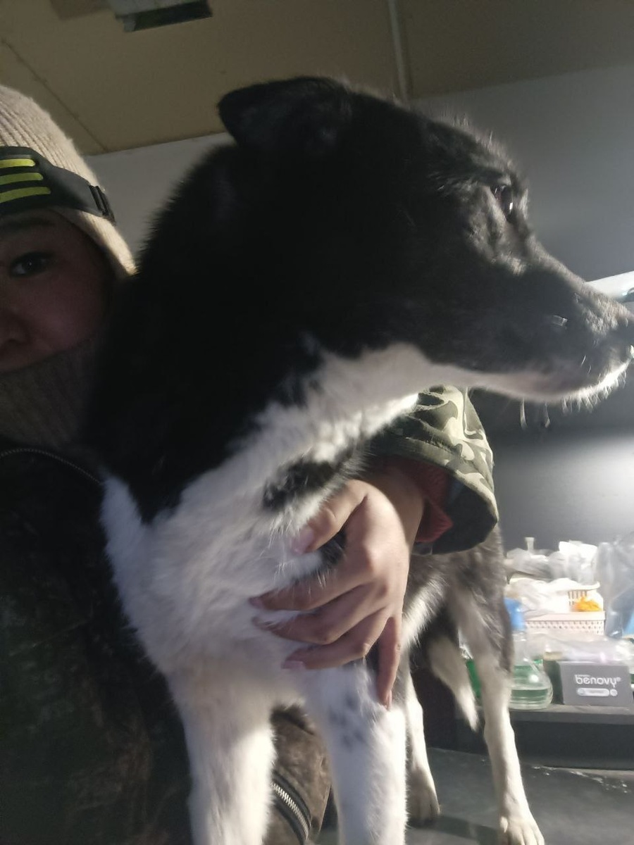 Собачка приюта которая нуждается в лечении от опухоли Винкристином. Светлана привезла из Мосвы 45 упаковок этого лекарства. Так что собачка получит необходимое лечение