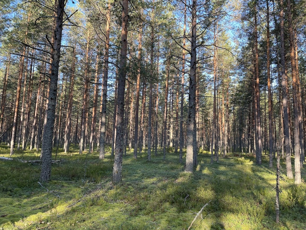 Сосновый лес