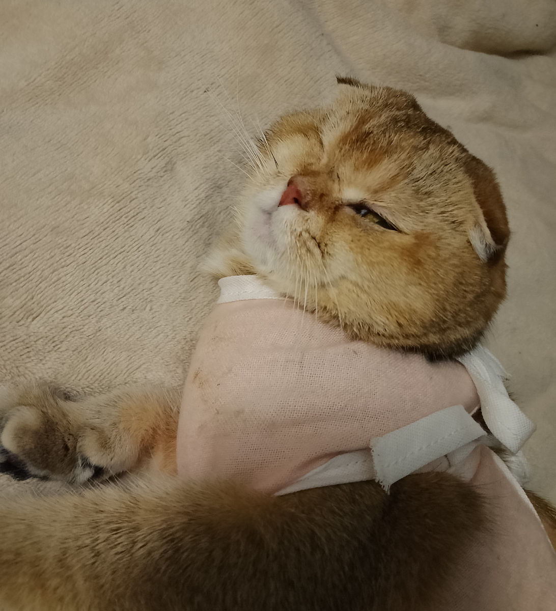 Утомилась моя прелесть