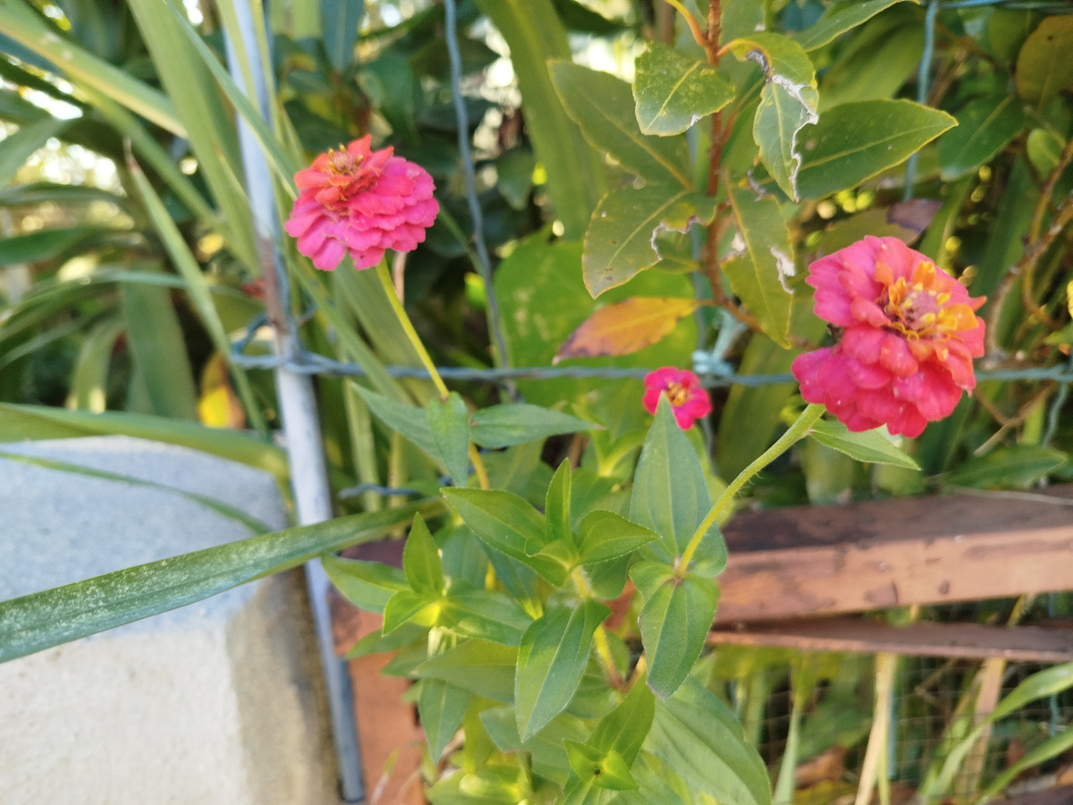 Фото автора. Издевательство, конечно, а не цветение.