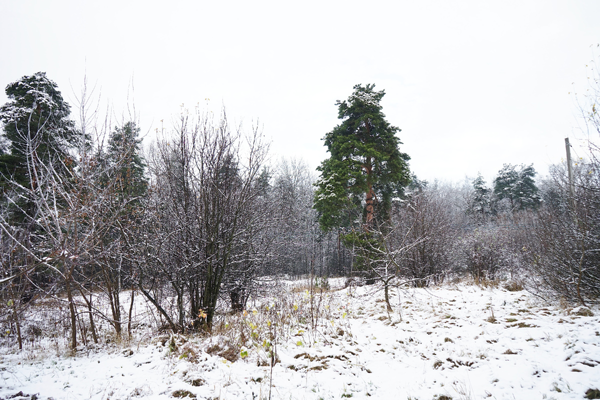 Середина ноября 2025 года в Подмосковье, фото автора