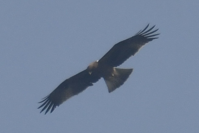 Орел-карлик парил над полем и с дальнего расстояния сложно было определить, какой это конкретно хищник, но благодаря Merlin Bird ID личность птицы была благополучно установлена ))