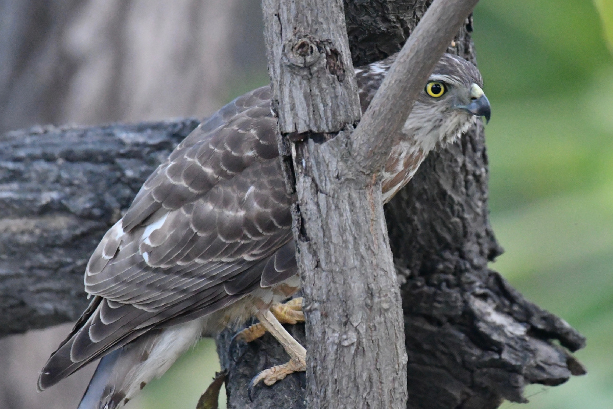 Туркестанский тювик решил поохотиться прямо перед балконом, где я обычно сижу перед закатом, поэтому этого лайфера я увидела уже несколько раз, не только в небе.