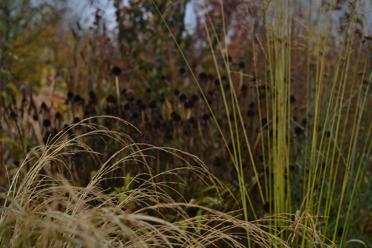 Статья проиллюстрирована фотографиями из моего сада конца сентября - начала октября