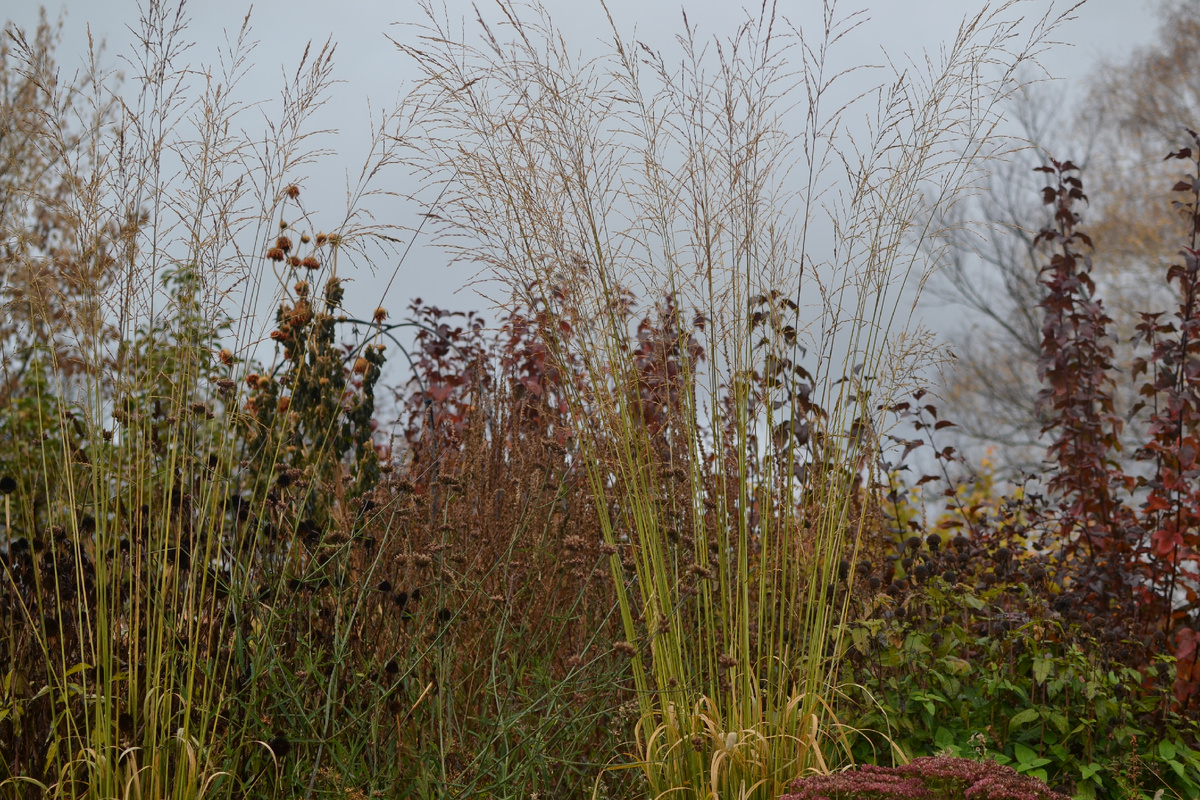 Молиния тростниковая Transparent 