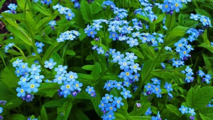 Незабудки. Фото из интернета.