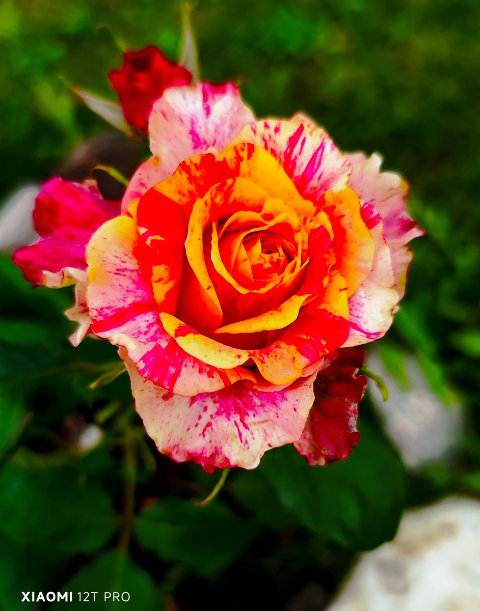 Роза "ФаерКрэк".