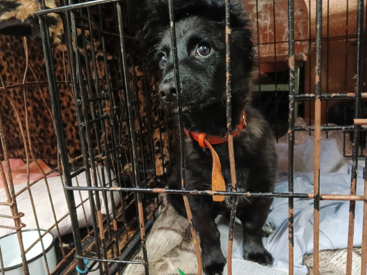 Крош. Его 2 дня назад привязали к воротам приюта 