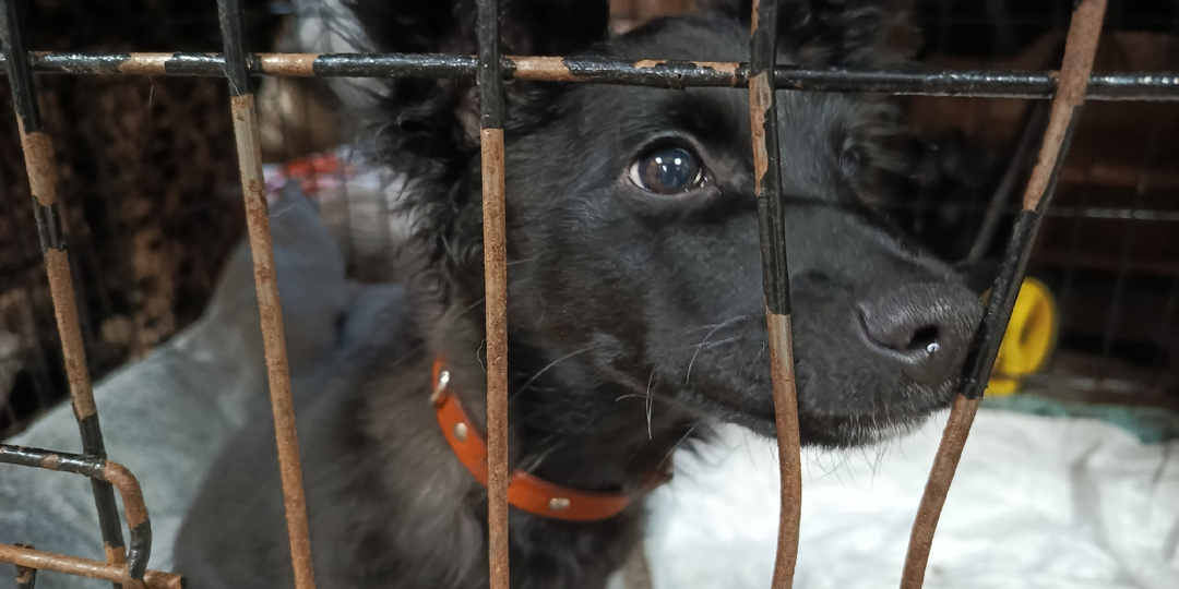 Квинтэссенция гуманности