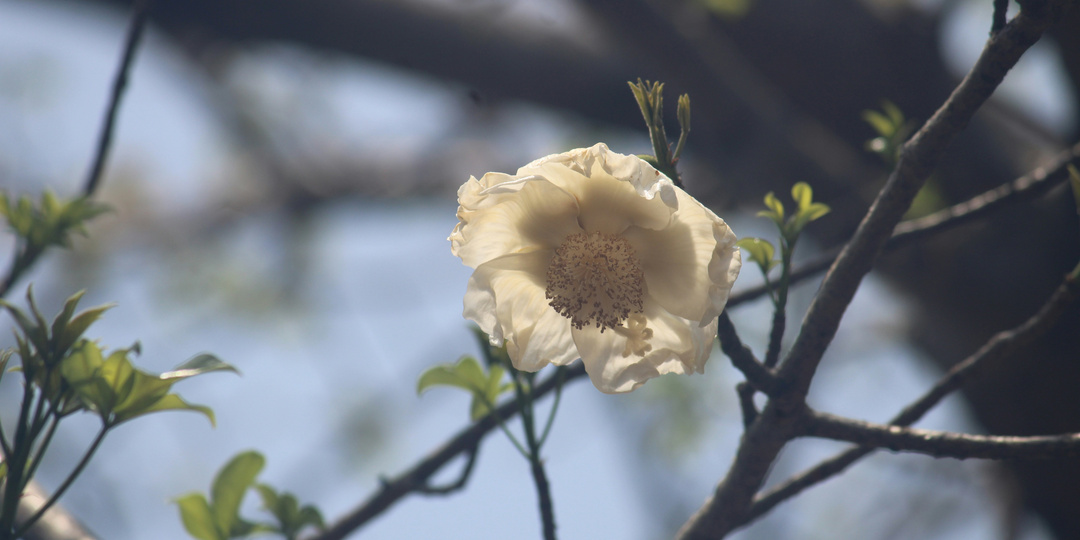 Зачем принимать маму: закон иерархии в родовой системе