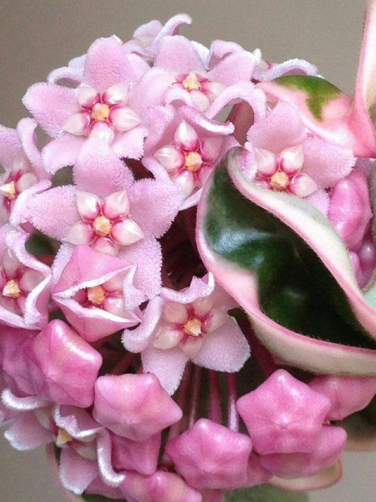 Укоренение хойи с Корневином 