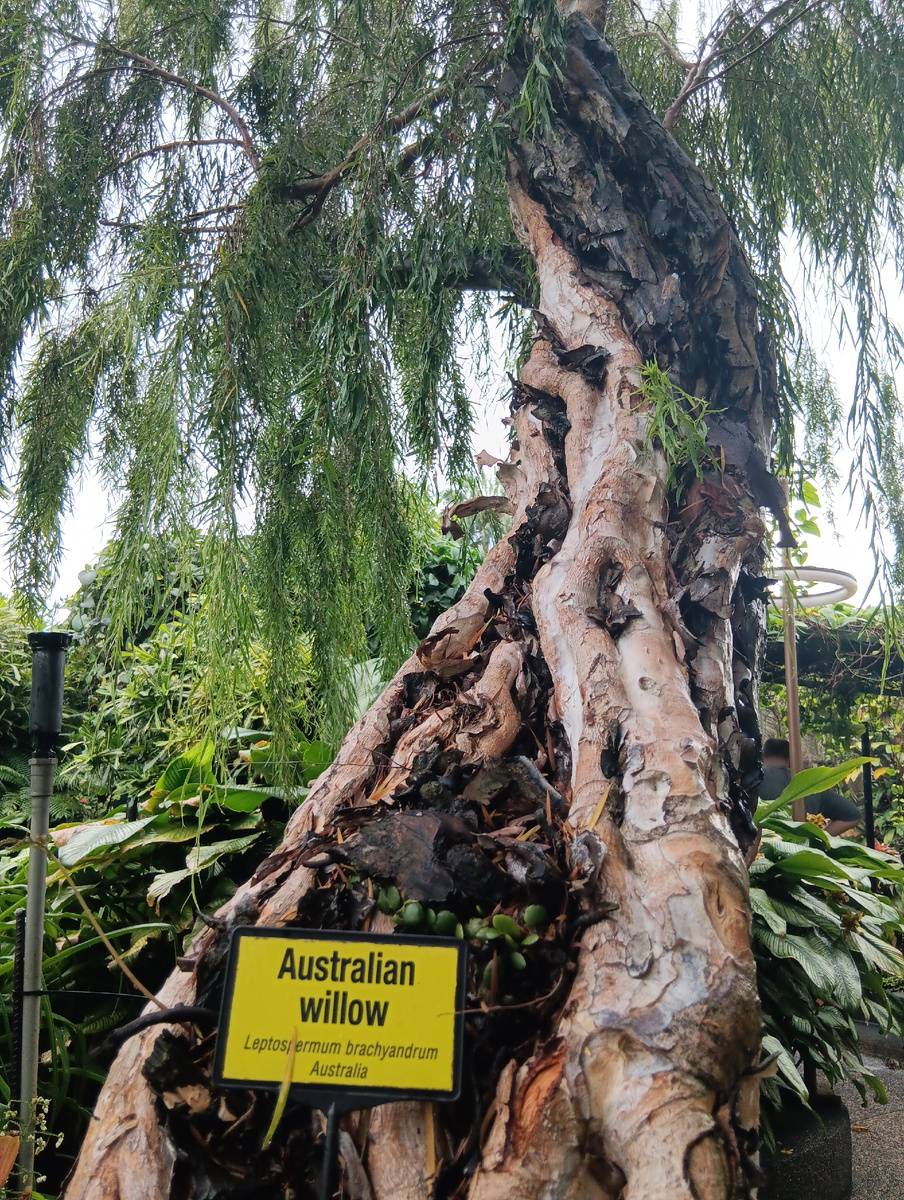Лептоспермум брахиандрум, очень похоже на мелалеуку - миртовое растение.