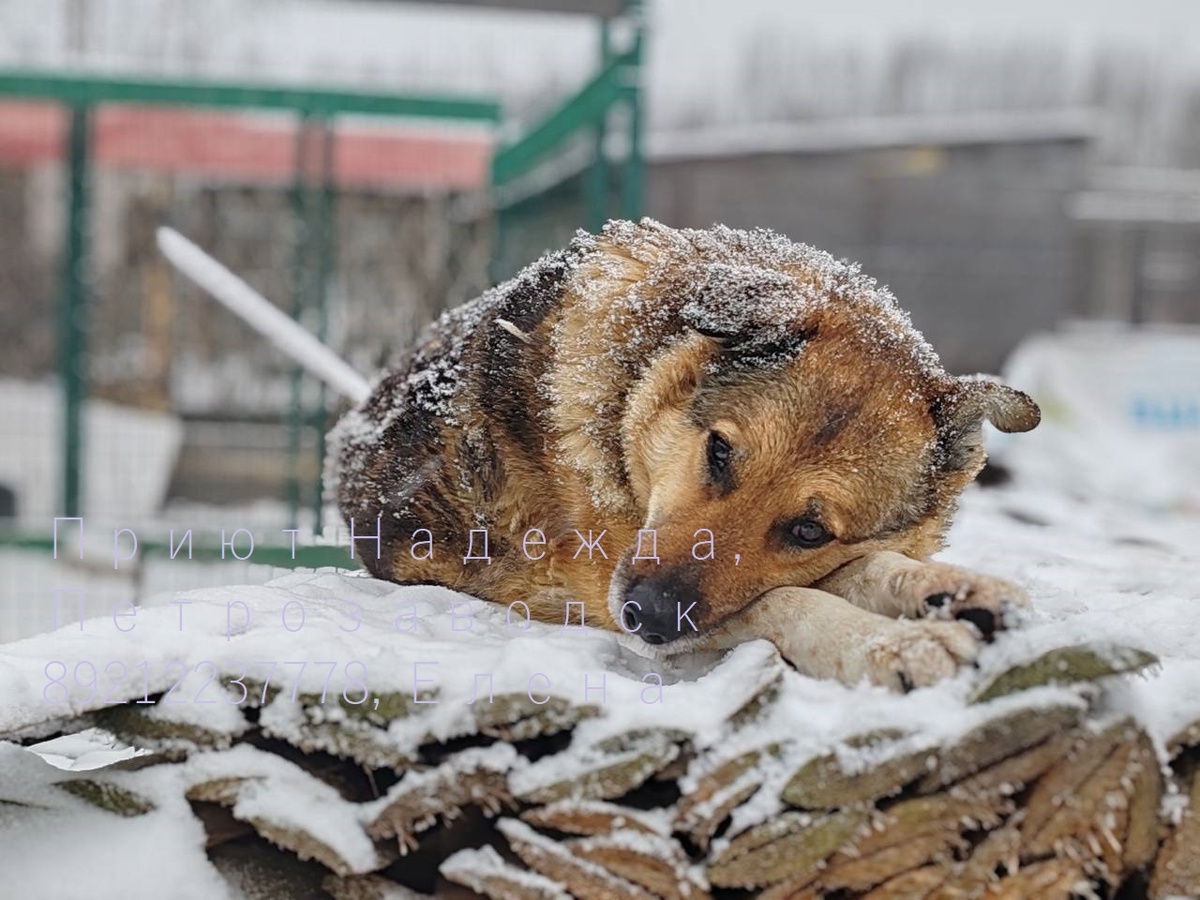 Очень грустненько без хозяина