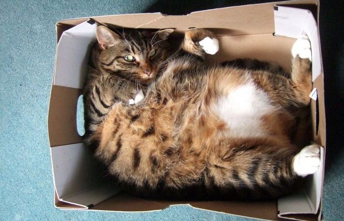 Котам удобно и приятно.