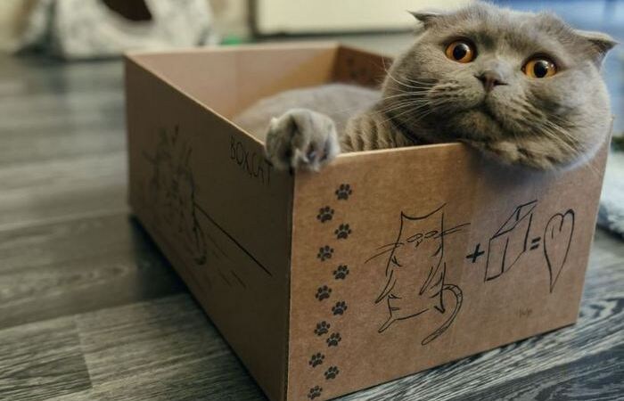 Любовь к коробкам не знает границ.