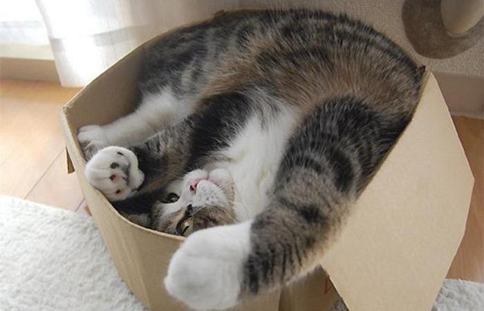 Коробка - это весело!