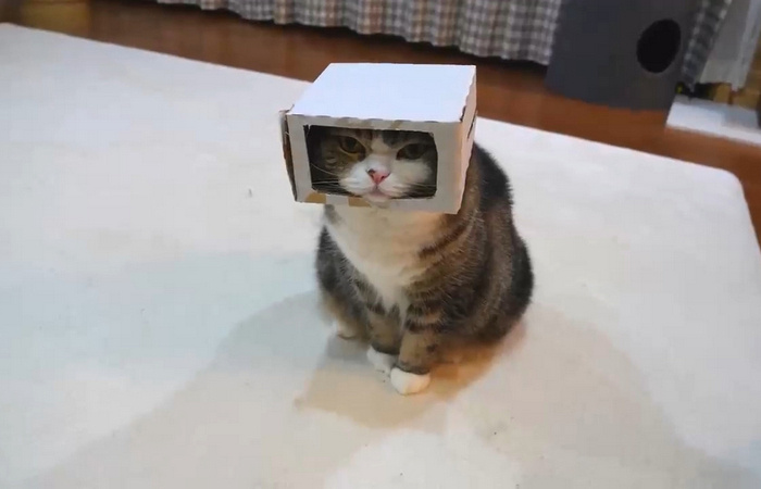 Дайте коту коробку!