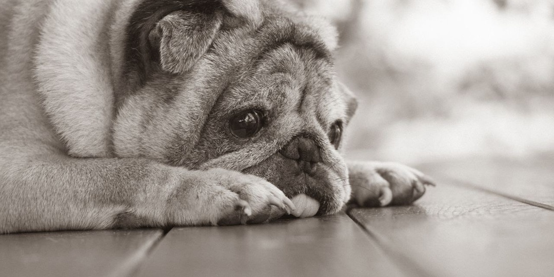 Почки молчат до последнего: как распознать хроническую болезнь у кошки или собаки