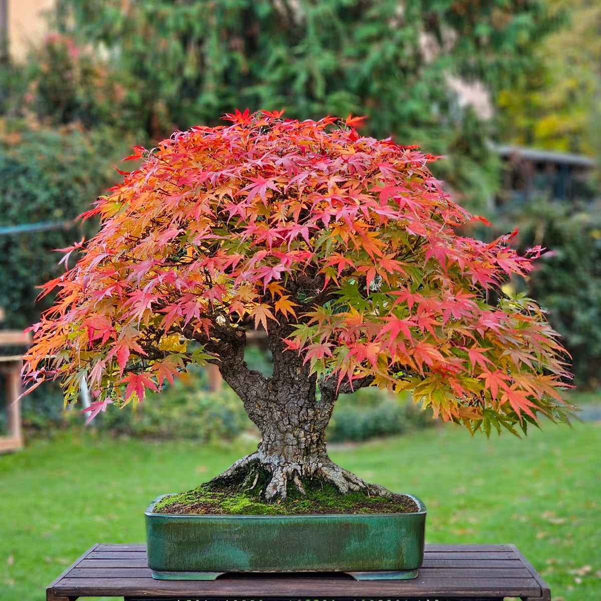 Сезонная драматургия. Это дерево — хамелеон