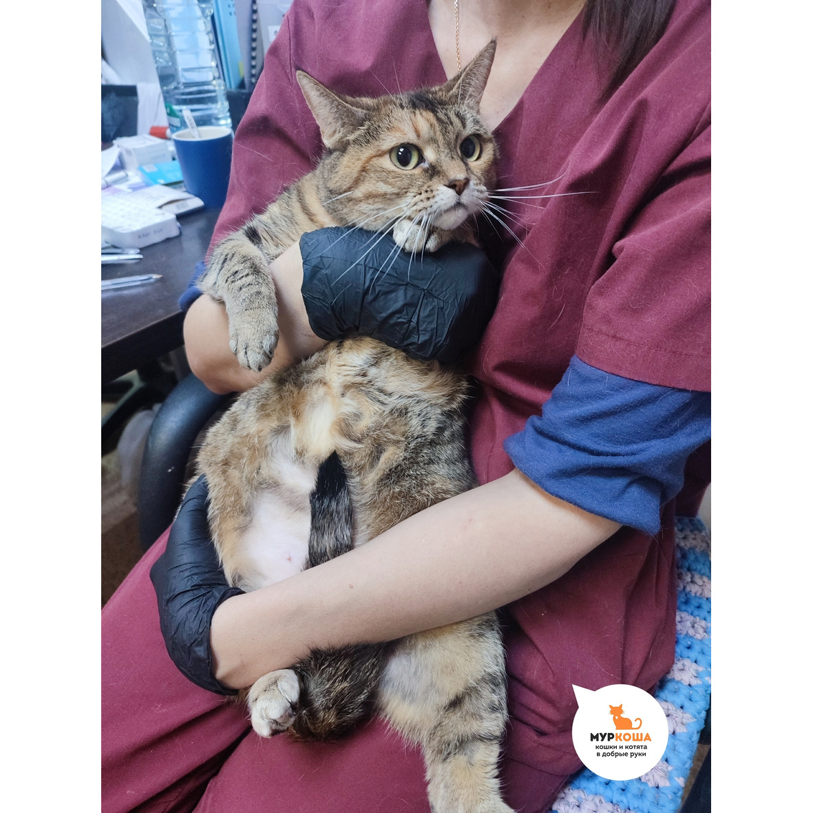 Приём у ветеринара показал, что у кошечки есть гастрит.