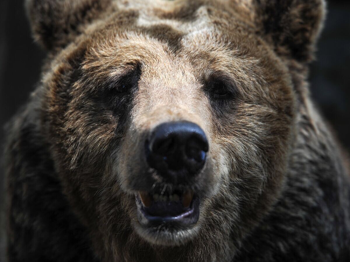    Бурый медведь© РИА Новости / Владимир Астапкович