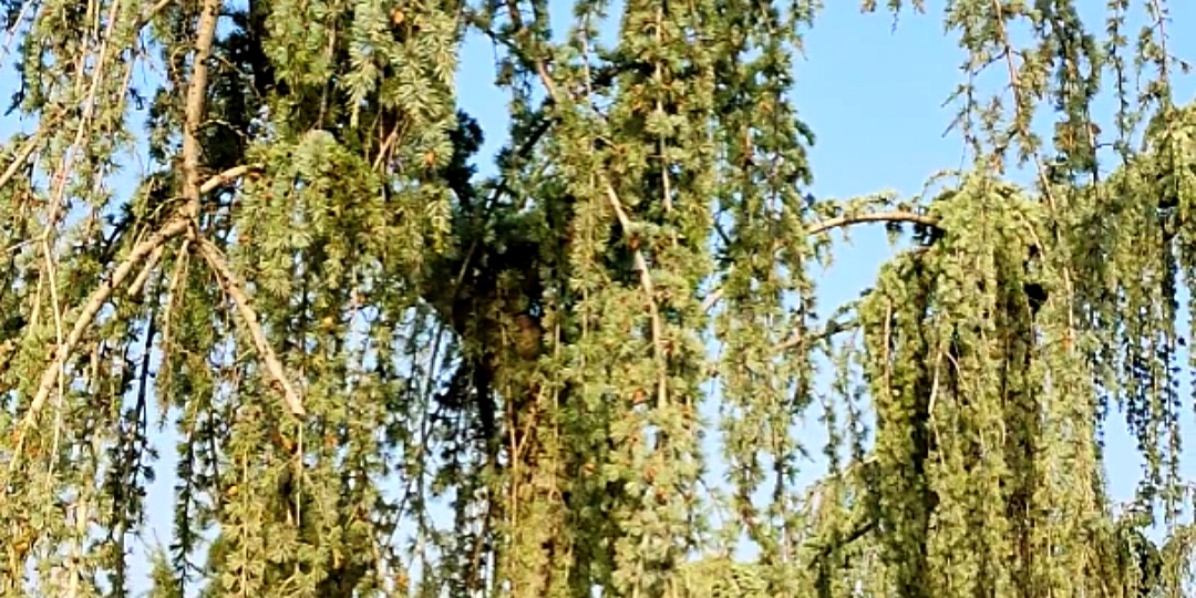 🌿Парк Галицкого/Удивительная поляна парка Облаков🌿