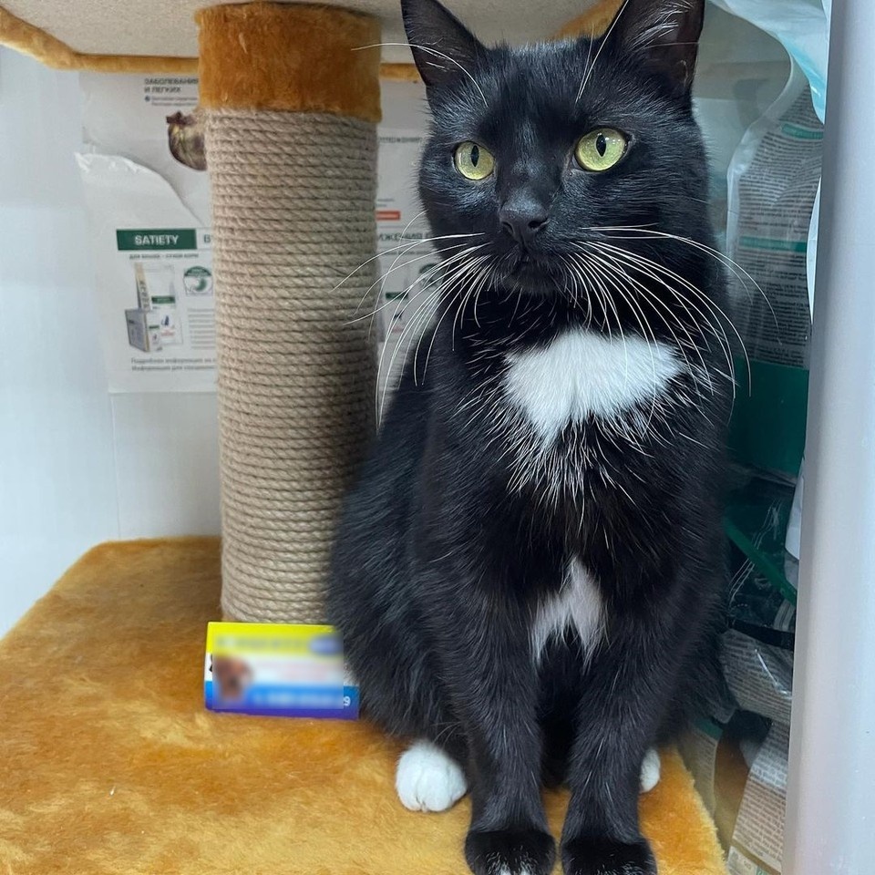 Теперь холеную красавицу многие хотят забрать домой, но потом понимают, что не потянут ее запросы на дорогой корм. Фото: Алина Сафронова