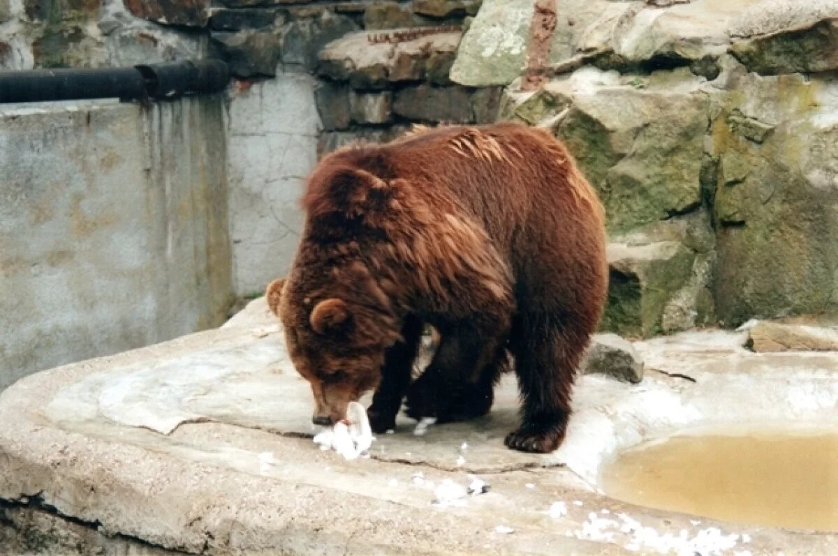    В Теннесси медведь напугал посетителей рождественской ярмарки