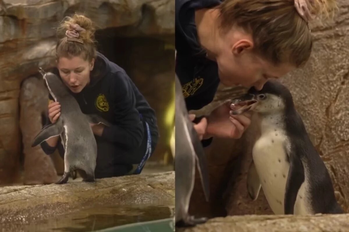    Пингвины устроили обнимашки с сотрудницей зоопарка в Новосибирске
