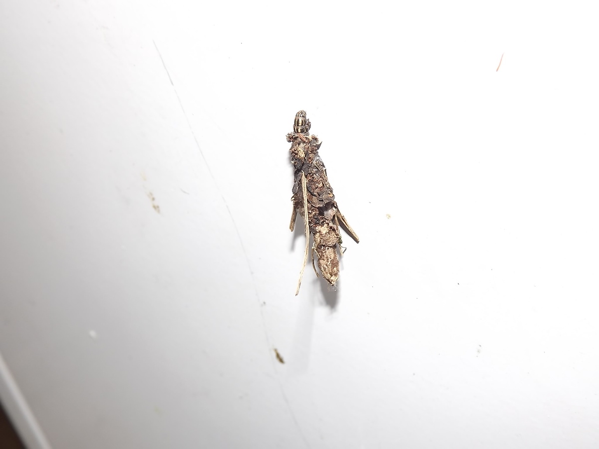 Гусеница мешочницы 31 05.25