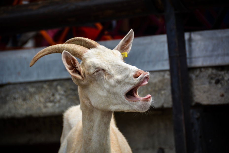    Shutterstock/FOTODOM