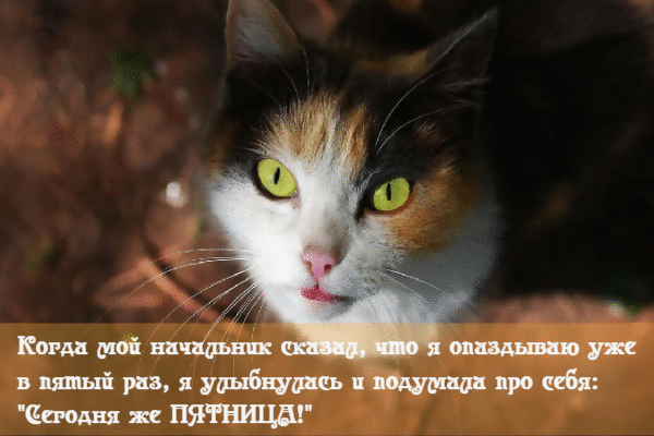 Сегодня же пятница!