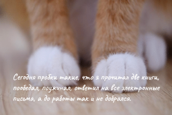 Сегодня пробки такие, что я прочитал две книги.