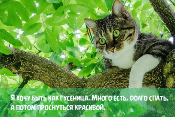 Я хочу быть как гусеница.