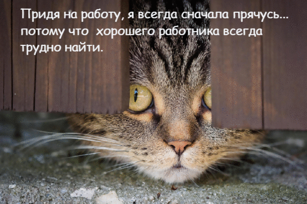 Придя на работу, я всегда сначала прячусь.