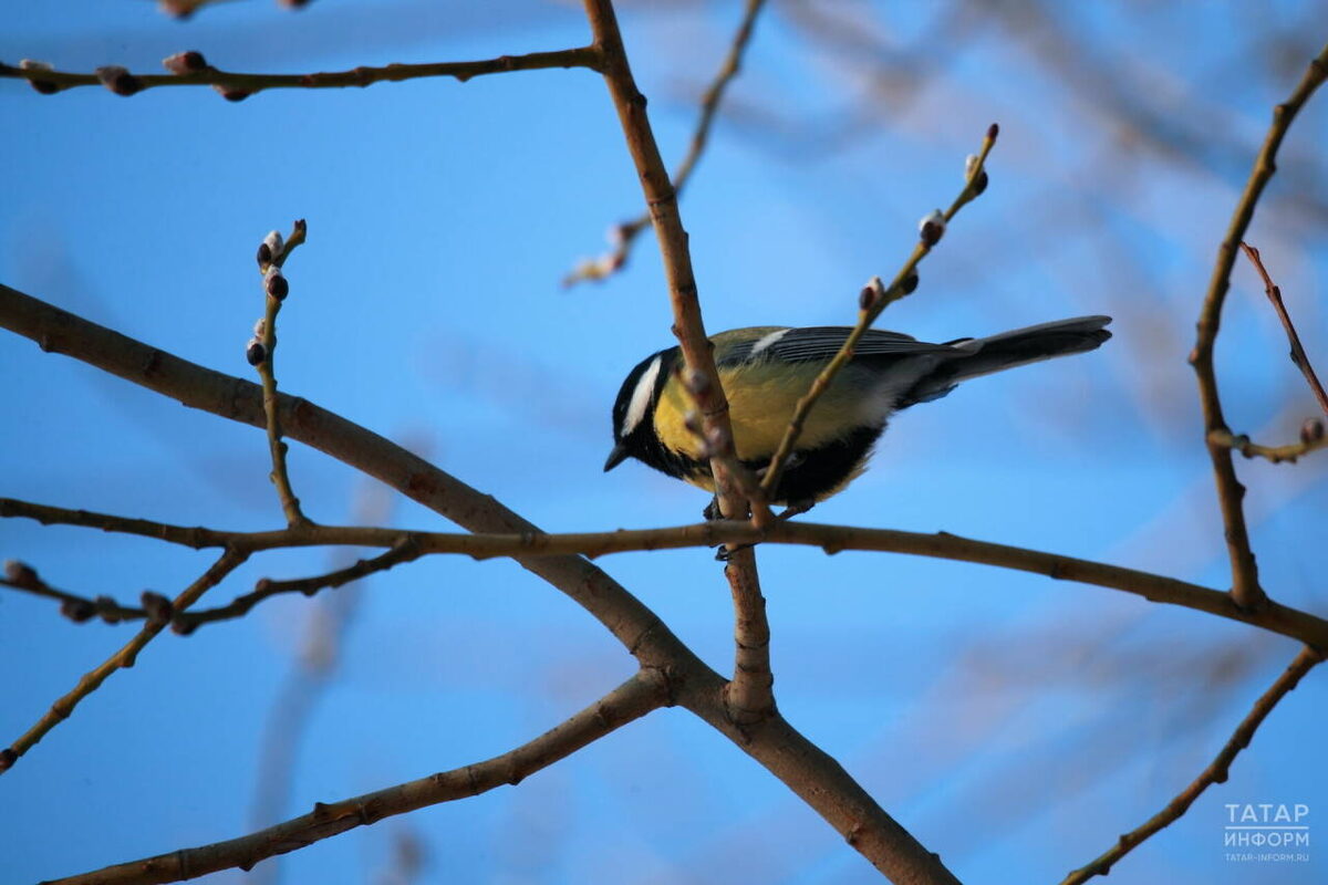 Фото: © Михаил Захаров / «Татар-информ»