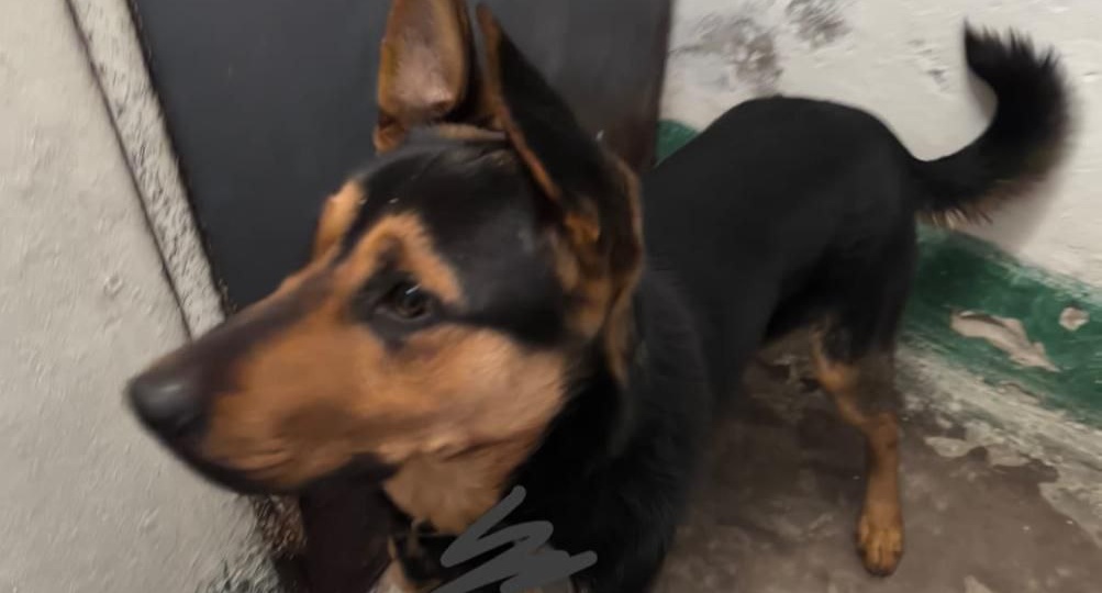 г.Находка, ул.Заводская, в подъезде на последнем этаже пёсик, спускаться боится вниз, может кто ищет, вниз никак не идёт , попросили