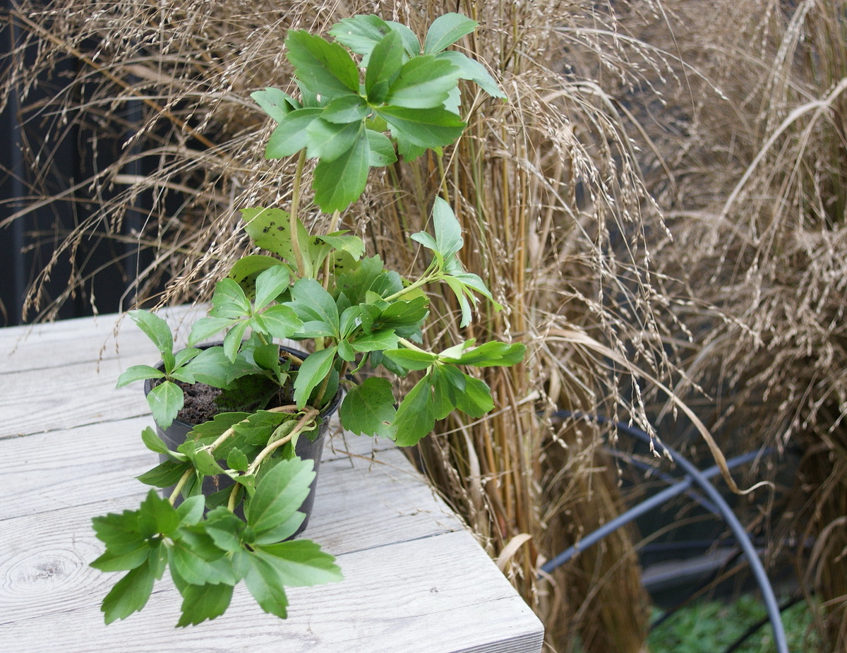 Пахизандра. 